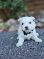 Ivy, a female Maltese for sale in Roanoke, VA – 1 of 2
