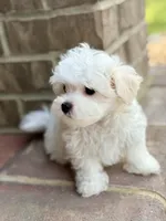 Charlie Full AKC! , a male Maltese for sale in Washington, DC – 3 of 4