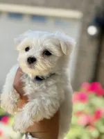 Ivy, a female Maltese for sale in Springfield, MA – 1 of 3