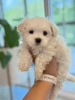 Last Boy AKC! , a male Maltese for sale in Harrisonburg, VA – 3 of 3