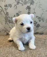Lucky , a male Maltese for sale in Harrisonburg, VA – 2 of 2