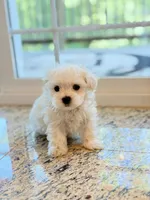Max AKC , a male Maltese for sale in Washington, DC – 3 of 3