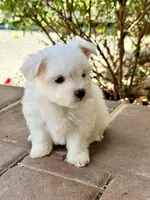 Lucky , a male Maltese for sale in Springfield, MA – 2 of 2