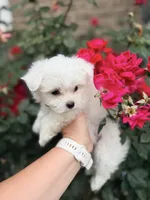 Luna AKC , a female Maltese for sale in Washington, DC – 3 of 4