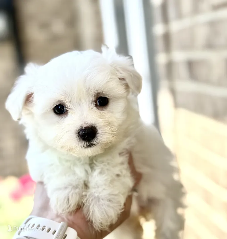 Bella  – Maltese puppy for sale in Springfield, MA