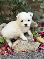 Ivy, a female Maltese for sale in Harrisonburg, VA – 2 of 3