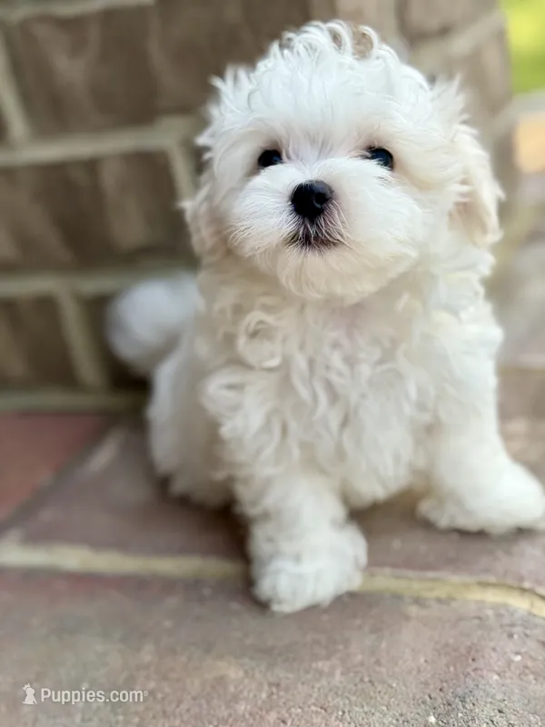 Charlie Full AKC!  – Maltese puppy for sale in Washington, DC