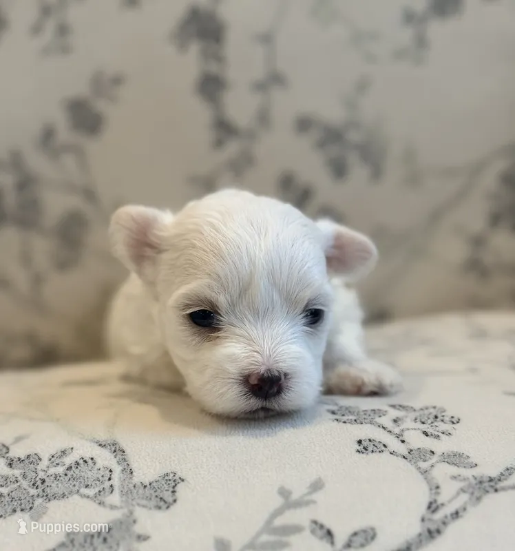 Ivy – Maltese puppy for sale in Chicopee, MA