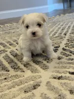 Lucky , a male Maltese for sale in Chicopee, MA – 2 of 2