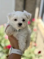 Ivy, a female Maltese for sale in Springfield, MA – 3 of 3