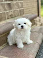 Max FULL AKC , a male Maltese for sale in Washington, DC – 4 of 4