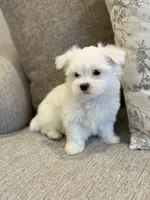 Last Boy AKC! , a male Maltese for sale in Washington, DC – 3 of 3