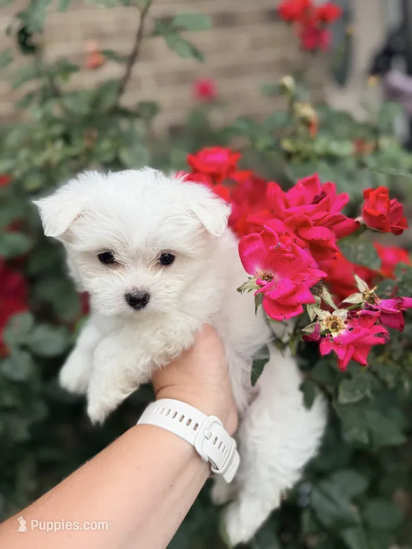 Luna AKC  – Maltese puppy for sale in Washington, DC