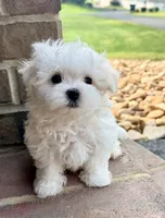Charlie Full AKC! , a male Maltese for sale in Washington, DC – 2 of 4