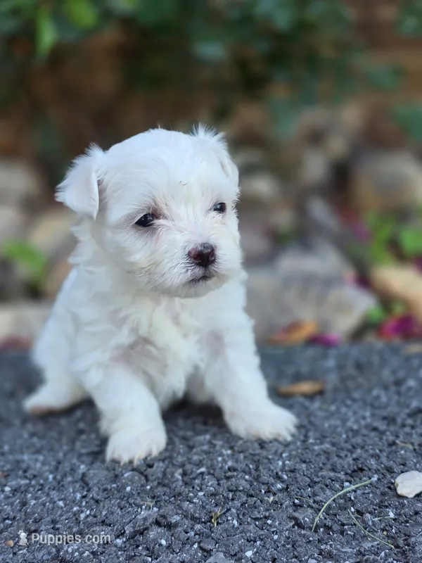 Lucky  – Maltese puppy for sale in Harrisonburg, VA