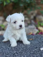 Lucky , a male Maltese for sale in Roanoke, VA – 1 of 3