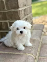 Max FULL AKC , a male Maltese for sale in Washington, DC – 3 of 4
