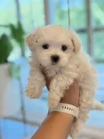 Last Boy AKC! , a male Maltese for sale in Harrisonburg, VA – 2 of 3