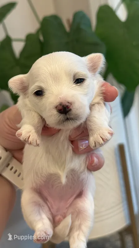 Luna – Maltese puppy for sale in Harrisonburg, VA
