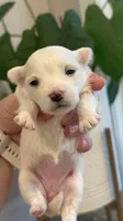 Luna, a female Maltese for sale in Harrisonburg, VA – 1 of 2