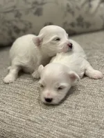 Ivy, a female Maltese for sale in Harrisonburg, VA – 2 of 2