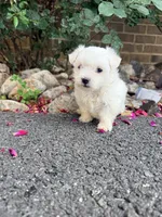 Lucky , a male Maltese for sale in Harrisonburg, VA – 2 of 3