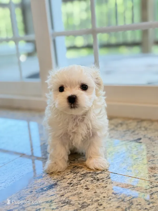 Max AKC  – Maltese puppy for sale in Washington, DC