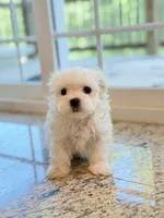 Max AKC , a male Maltese for sale in Washington, DC – 1 of 3