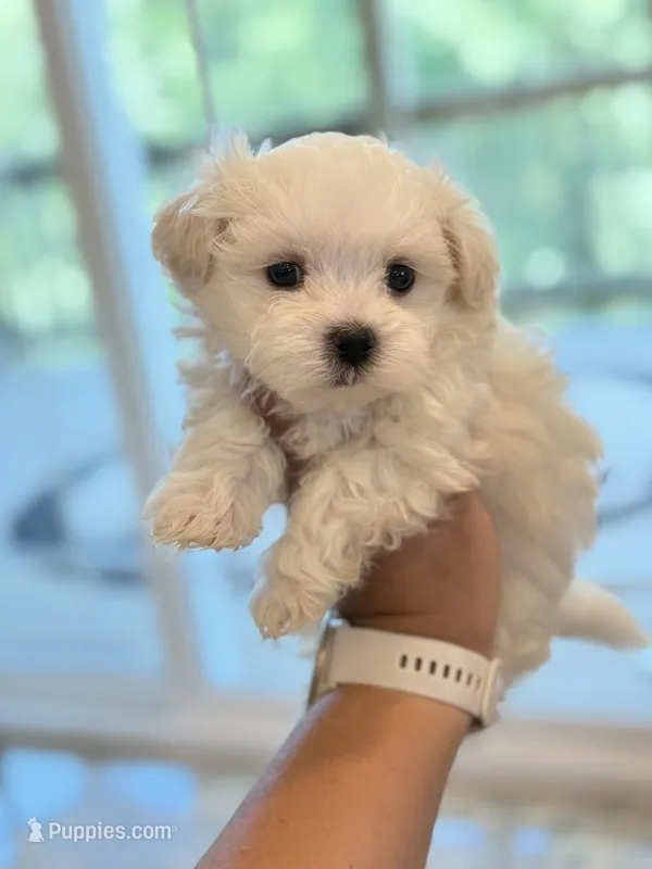 Last Boy AKC!  – Maltese puppy for sale in Washington, DC