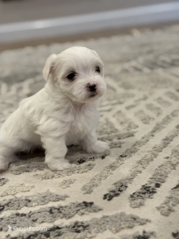 Lucky  – Maltese puppy for sale in Chicopee, MA