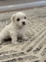 Lucky , a male Maltese for sale in Chicopee, MA – 1 of 2