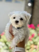 Ivy, a female Maltese for sale in Springfield, MA – 2 of 3