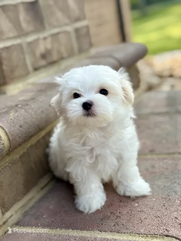 Max FULL AKC  – Maltese puppy for sale in Washington, DC