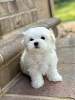 Max FULL AKC , a male Maltese for sale in Washington, DC – 1 of 4