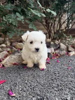Lucky , a male Maltese for sale in Harrisonburg, VA – 3 of 3