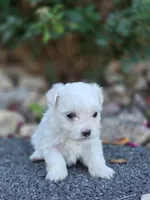 Lucky , a male Maltese for sale in Roanoke, VA – 3 of 3