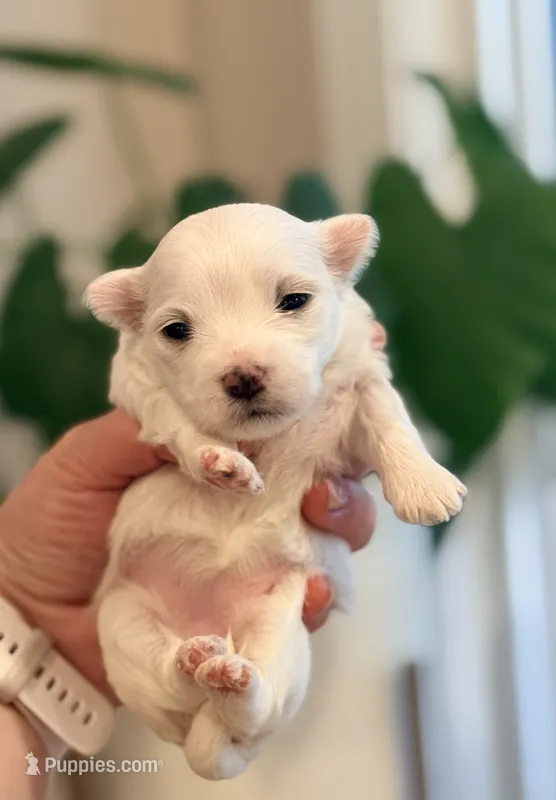 Ivy – Maltese puppy for sale in Harrisonburg, VA