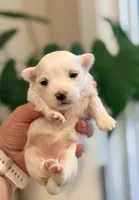 Ivy, a female Maltese for sale in Harrisonburg, VA – 1 of 2