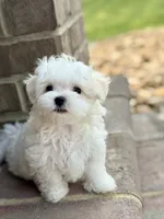 Charlie Full AKC! , a male Maltese for sale in Washington, DC – 4 of 4