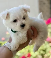 Tiny , a female Maltese for sale in Springfield, MA – 2 of 2