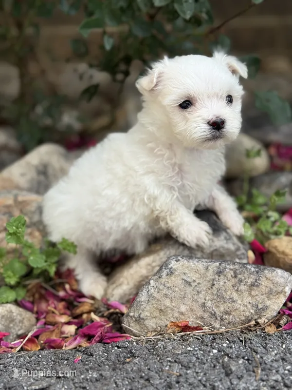 Ivy – Maltese puppy for sale in Roanoke, VA