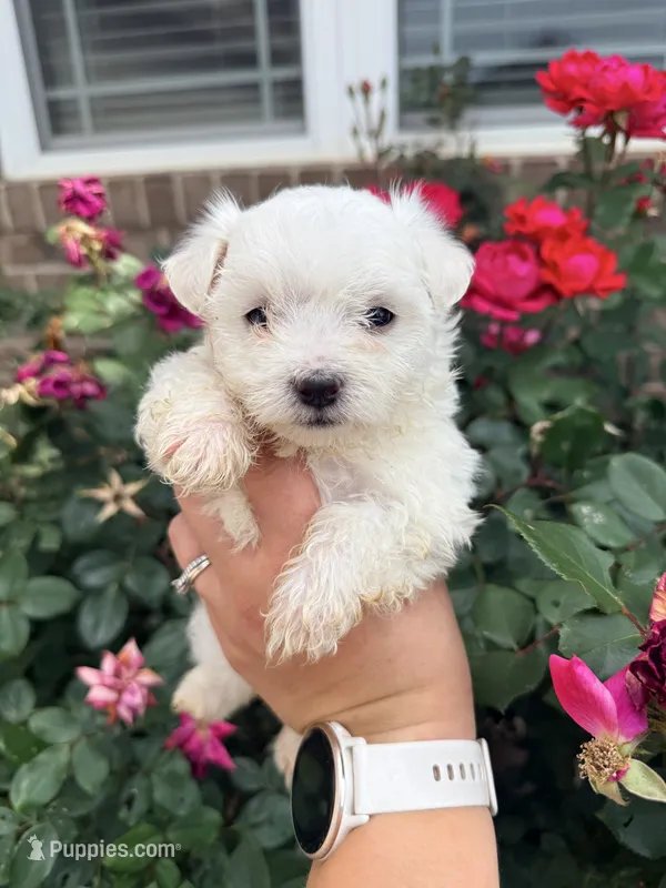 Lucky  – Maltese puppy for sale in Roanoke, VA