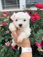 Lucky , a male Maltese for sale in Harrisonburg, VA – 1 of 3