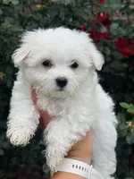 Bella AKC , a female Maltese for sale in Washington, DC – 2 of 2