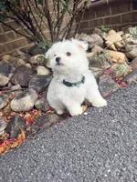 Luna AKC , a female Maltese for sale in Washington, DC – 4 of 4