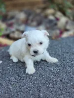 Ivy, a female Maltese for sale in Roanoke, VA – 2 of 2