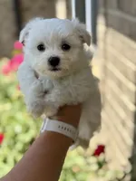 Bella , a female Maltese for sale in Springfield, MA – 2 of 3