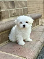 Max FULL AKC , a male Maltese for sale in Washington, DC – 2 of 4