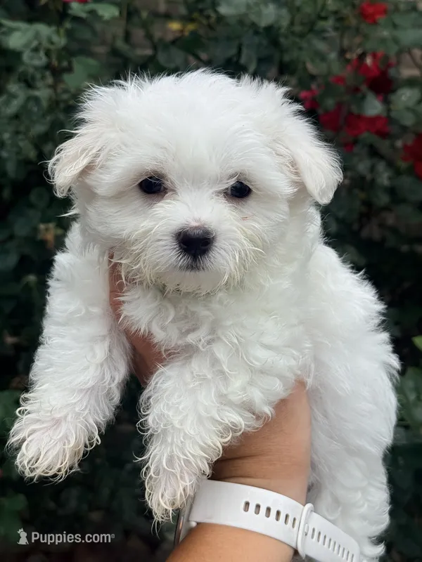 Bella AKC  – Maltese puppy for sale in Washington, DC