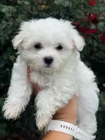 Bella AKC , a female Maltese for sale in Washington, DC – 1 of 2
